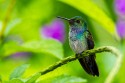 Blue-chested Hummingbird (Amazilia amabilis)